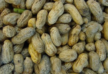 Groundnuts with Covers. © Maundu P, 2015 Groundnuts with Covers. © Maundu P, 2015