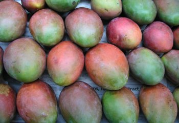 Kent mango. © Maundu, 2005 Kent mango. © Maundu, 2005