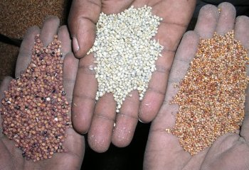 Left to right-Sorghum, pearl millet -bulrush millet and finger millet. © Maundu, 2004. Left to right-Sorghum, pearl millet -bulrush millet and finger millet. © Maundu, 2004.