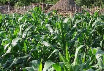 Maize (Zea mays) in Jalo Village, NW Ethiopia. © Maundu, 2014 Maize (Zea mays) in Jalo Village, NW Ethiopia. © Maundu, 2014