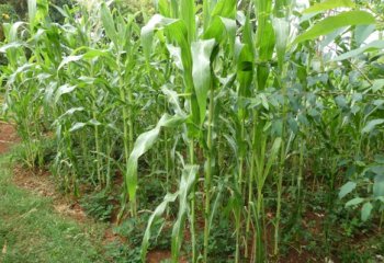 Maize intercropped with groundnuts in Vihiga. W. Kenya. © Muia J, 2023 Maize intercropped with groundnuts in Vihiga. W. Kenya. © Muia J, 2023