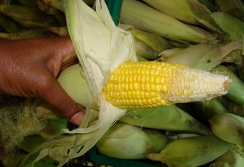 Maize- Sweet corn Ⓒ P Maundu, 2002 Maize- Sweet corn Ⓒ P Maundu, 2002