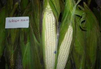 Maize-Green maize. Ⓒ P Maundu, 2005 Maize-Green maize. Ⓒ P Maundu, 2005