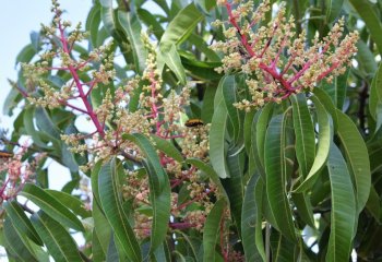 Mangifera indica flowering branch @ Maundu, 2022 Mangifera indica flowering branch @ Maundu, 2022