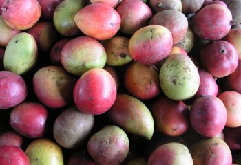 Mangifera indica, Mango (Tommy variety) in Nairobi market. © Foods of Nairobi people, 2005 Mangifera indica, Mango (Tommy variety) in Nairobi market. © Foods of Nairobi people, 2005