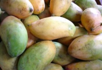 Mango - Sabine type from Murang'a, Kenya Ⓒ Foods of Nairobi people, 2005 Mango - Sabine type from Murang'a, Kenya Ⓒ Foods of Nairobi people, 2005