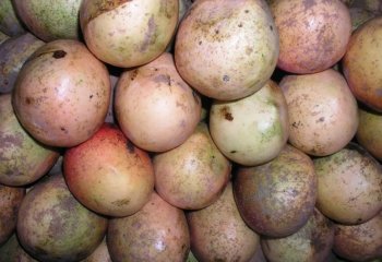 Mango -Apple type, from South coast, Kenya. Ⓒ Foods of Nairobi people, 2005 Mango -Apple type, from South coast, Kenya. Ⓒ Foods of Nairobi people, 2005