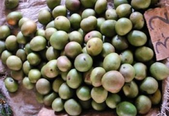 Mango -Kitui or Kagege type from Gatundu, Kenya Ⓒ Foods of Nairobi people, 2005 Mango -Kitui or Kagege type from Gatundu, Kenya Ⓒ Foods of Nairobi people, 2005