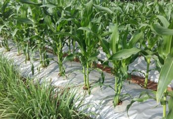 Moisture conservation through use of plastic film mulching. Benin. ©Maundu, 2016 Moisture conservation through use of plastic film mulching. Benin. ©Maundu, 2016