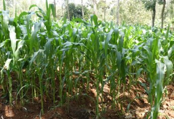 Mounds of soil at base of maize crop for better stability and water conservation. © Muia J, 2021 Mounds of soil at base of maize crop for better stability and water conservation. © Muia J, 2021