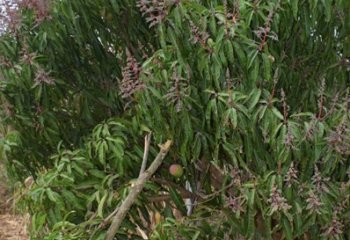 Off season apple mango producing branch, Migwani, Kitui. © Maundu, 2021 Off season apple mango producing branch, Migwani, Kitui. © Maundu, 2021