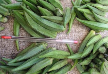Okra- short okra type in Nairobi Market ,Kenya. Ⓒ Foods of Nairobi people, 2005 Okra- short okra type in Nairobi Market ,Kenya. Ⓒ Foods of Nairobi people, 2005
