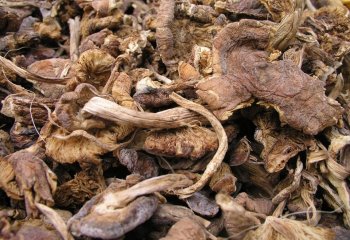 Dried Oyster mushroom. © Maundu P, 2001 Dried Oyster mushroom. © Maundu P, 2001