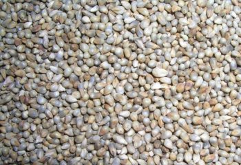 Pear millet grains in Nairobi market â’¸ P Maundu, 2001 Pear millet grains in Nairobi market â’¸ P Maundu, 2001