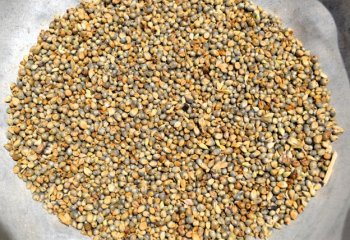 Pearl millet. â’¸ Foods of the Nairobi people, 2001 Pearl millet. â’¸ Foods of the Nairobi people, 2001