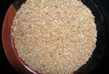 Proso millet. © Maundu 2005 Proso millet. © Maundu 2005