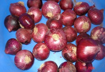 Red onions. â’¸ Maundu, 2005 Red onions. â’¸ Maundu, 2005