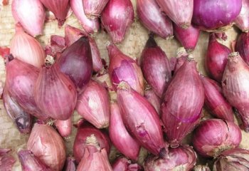 Shallots (Allium cepa, Aggregatum Group) in a Nairobi market. â’¸ Maundu, 2005 Shallots (Allium cepa, Aggregatum Group) in a Nairobi market. â’¸ Maundu, 2005