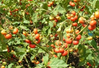 Solanum aethiopicum plant in fruit, Vihiga, Kenya. © Maundu P, 2015 Solanum aethiopicum plant in fruit, Vihiga, Kenya. © Maundu P, 2015