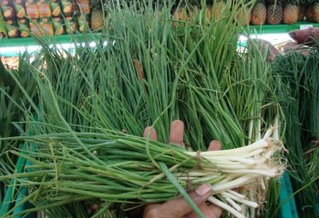 Spring onion. â’¸ Maundu, 2005 Spring onion. â’¸ Maundu, 2005