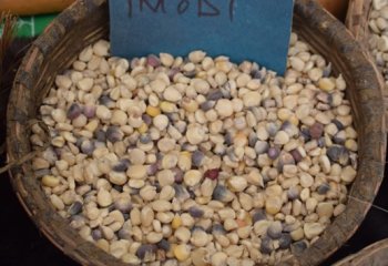 Traditional maize from Western Kenya. © Muia J. 2023 Traditional maize from Western Kenya. © Muia J. 2023