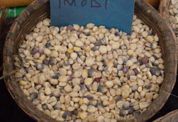 Traditional maize from Western Kenya. © Muia J. 2023 Traditional maize from Western Kenya. © Muia J. 2023