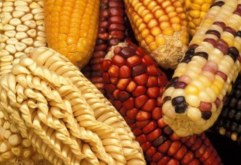 Varieties of maize. Ⓒ Keith Weller, USDA Varieties of maize. Ⓒ Keith Weller, USDA