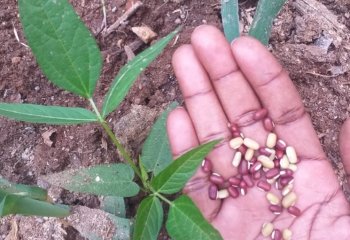 Vigna umbellata in Vihiga © Maundu P, 2022 Vigna umbellata in Vihiga © Maundu P, 2022