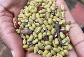 Vigna umbellate (Rice bean) in Vihiga © Maundu P, 2022 Vigna umbellate (Rice bean) in Vihiga © Maundu P, 2022