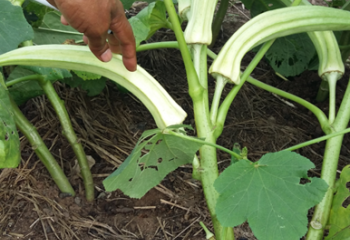 Well manured okra. Benin. © Maundu, 2015 Well manured okra. Benin. © Maundu, 2015