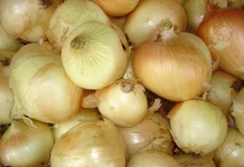 White-brown onion type. â’¸ Maundu, 2005 White-brown onion type. â’¸ Maundu, 2005