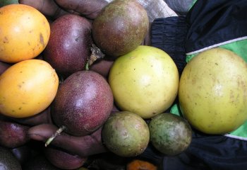 Assorted Passion fruit in Machakos Kenya. © Maundu P, 2006 Assorted Passion fruit in Machakos Kenya. © Maundu P, 2006