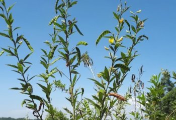 Pigeon pea fruiting branch. © Muia J 2022 Pigeon pea fruiting branch. © Muia J 2022
