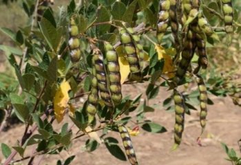 Pigeon pea fruiting branch. © Muia J 2022 Pigeon pea fruiting branch. © Muia J 2022