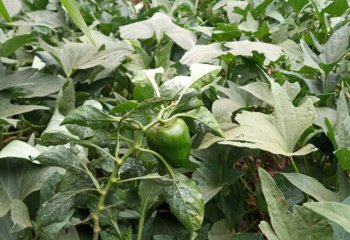 Capsiccum annum (bell pepper) in Vihiga. © Maundu P, 2021 Capsiccum annum (bell pepper) in Vihiga. © Maundu P, 2021