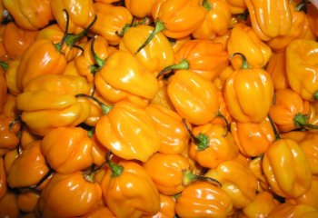 Capsicum annum (Sweet pepper) in Nairobi market. ©Adeka et al, 2006 Capsicum annum (Sweet pepper) in Nairobi market. ©Adeka et al, 2006