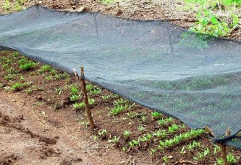 Capsicum annum peppers in a nursery bed Capsicum annum peppers in a nursery bed