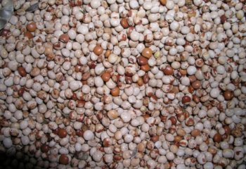 Dry pigeon peas from Meru in Kenya. The seeds have more reddish-brown coloration than in other areas of Kenya â’¸ Maundu, 2005 Dry pigeon peas from Meru in Kenya. The seeds have more reddish-brown coloration than in other areas of Kenya â’¸ Maundu, 2005
