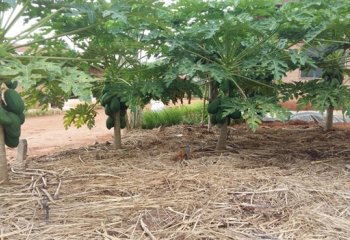 Dwarf pawpaw field in Benin. Note the straw mulch. © Maundu, 2016 Dwarf pawpaw field in Benin. Note the straw mulch. © Maundu, 2016