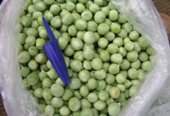 Fresh Garden peas- Kigondoro type in Nairobi market, Kenya â’¸ Adeka et al., Foods of Nairobi people, 2005 Fresh Garden peas- Kigondoro type in Nairobi market, Kenya â’¸ Adeka et al., Foods of Nairobi people, 2005