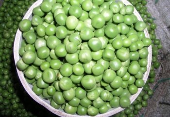 Fresh Garden peas-gravitontype in Nairobi market, Kenya â’¸ Maundu, 2005 Fresh Garden peas-gravitontype in Nairobi market, Kenya â’¸ Maundu, 2005
