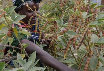 Fresh peas are harvested by picking individual pods. Maundu, 2002 Fresh peas are harvested by picking individual pods. Maundu, 2002