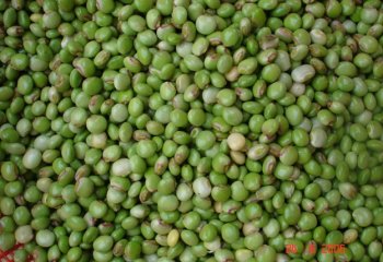 Fresh seeds, already removed from pods. © Maundu, 2006 Fresh seeds, already removed from pods. © Maundu, 2006