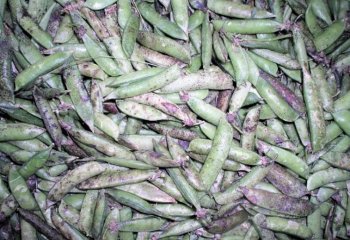 Garden peas- Kikuyu type in Nairobi market, Kenya â’¸ Adeka et al., Foods of Nairobi people, 2005 Garden peas- Kikuyu type in Nairobi market, Kenya â’¸ Adeka et al., Foods of Nairobi people, 2005