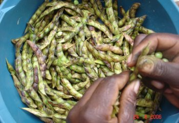 Harvested fresh pods are opened by hand to get the seed @Maundu 2021 Harvested fresh pods are opened by hand to get the seed @Maundu 2021