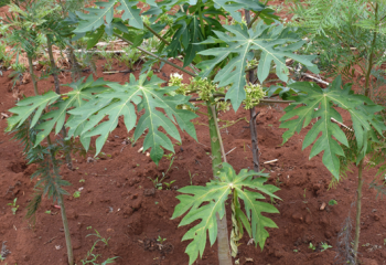 Male flower parts are borne on a separate tree - the ‘male tree’.© Maundu, 2021 Male flower parts are borne on a separate tree - the ‘male tree’.© Maundu, 2021