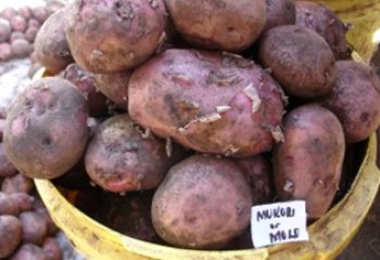 Molo or Mukori type in a Nairobi open market. © Adeka et al., 2006 Molo or Mukori type in a Nairobi open market. © Adeka et al., 2006