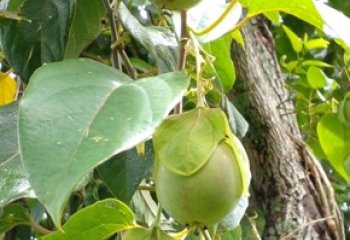 Passiflora maliformis- sweet calabash fruits in Vihiga, West Kenya © Maundu, 2021 Passiflora maliformis- sweet calabash fruits in Vihiga, West Kenya © Maundu, 2021