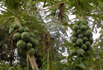 Pawpaw (Carica papaya) tree in Kitui, Kenya. â’¸ Maundu, 2022 Pawpaw (Carica papaya) tree in Kitui, Kenya. â’¸ Maundu, 2022