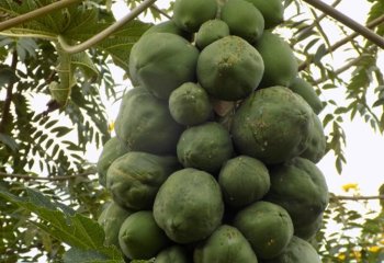 Pawpaw tree in fruits. © Maundu, 2021 Pawpaw tree in fruits. © Maundu, 2021